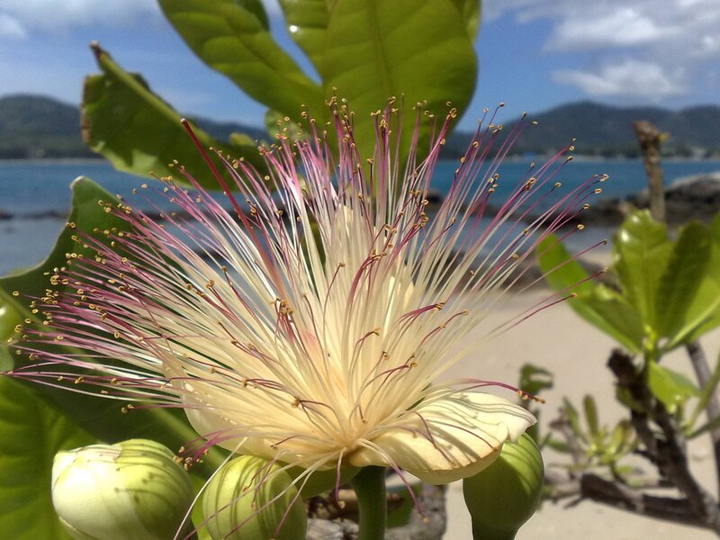 Petai Flower in Bloom