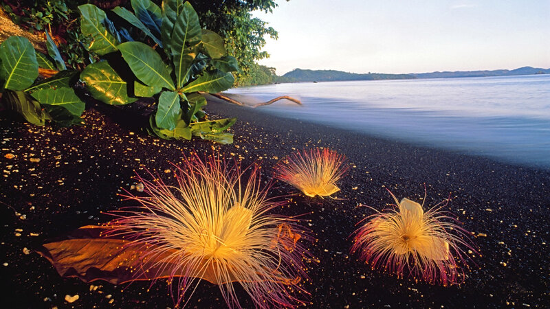 Petai Flowers on Black Sand
