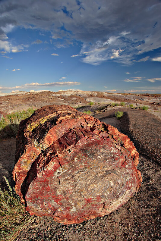 Petrified tree in desert landscape