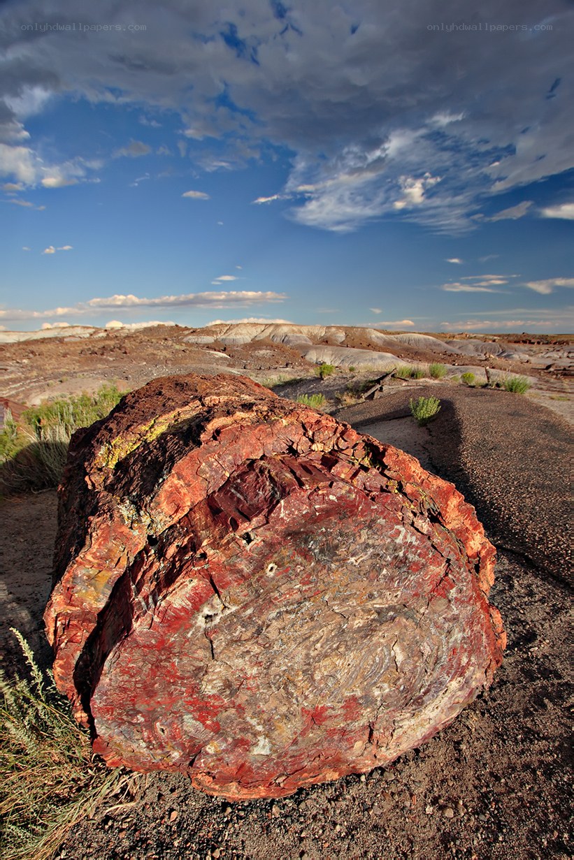 Petrified tree in desert landscape
