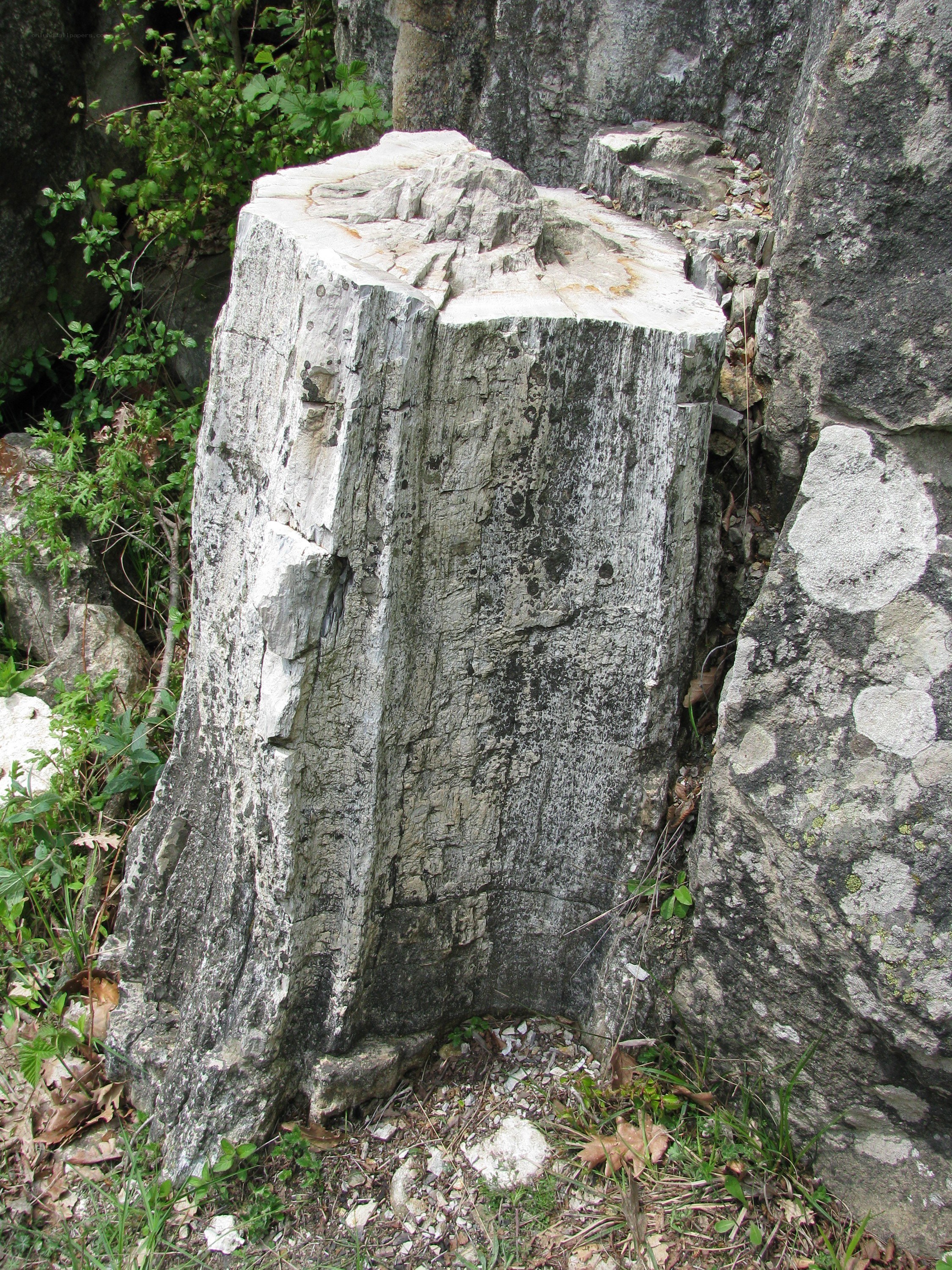 Petrified tree stump in rock