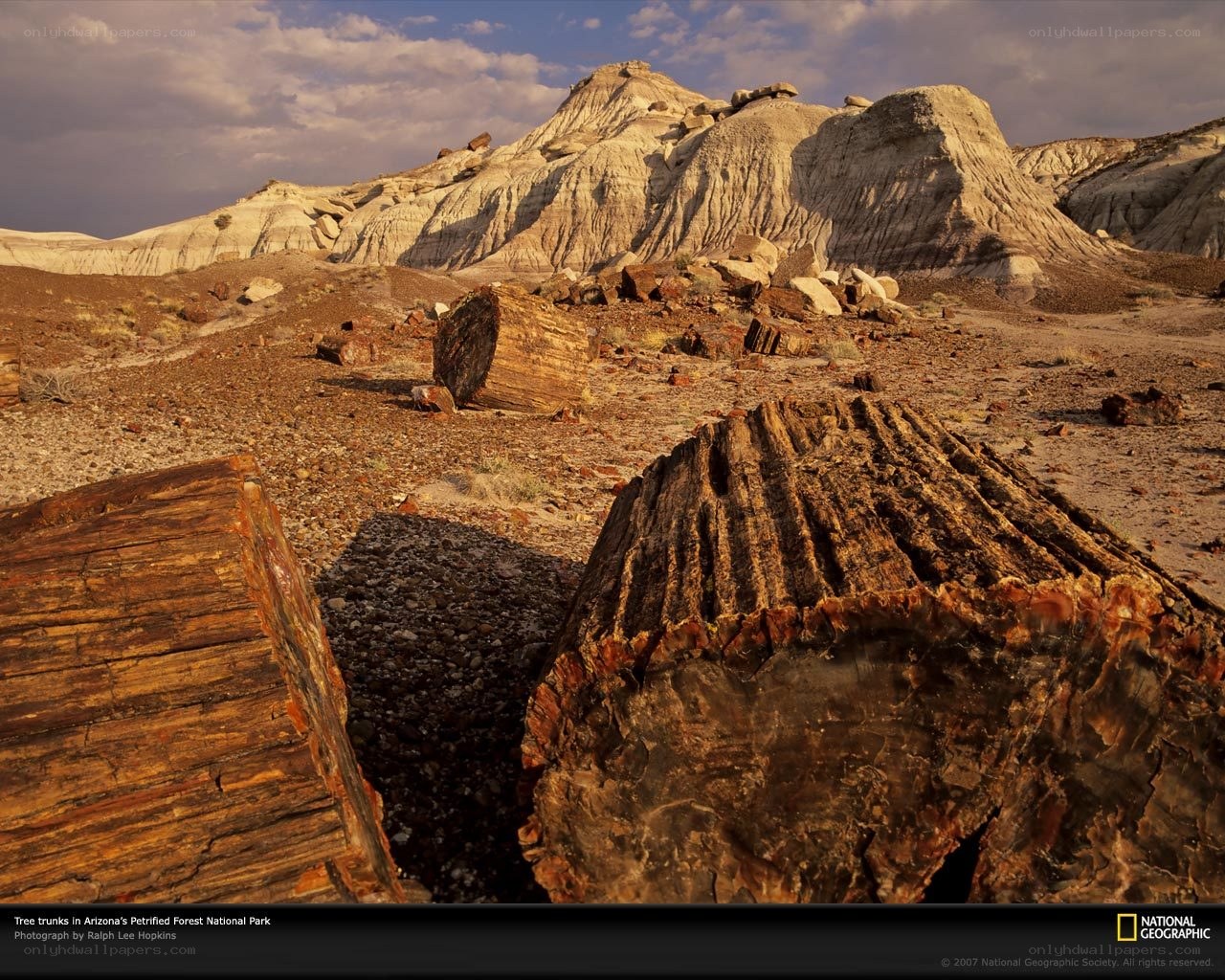 Petrified tree trunks in Arizona