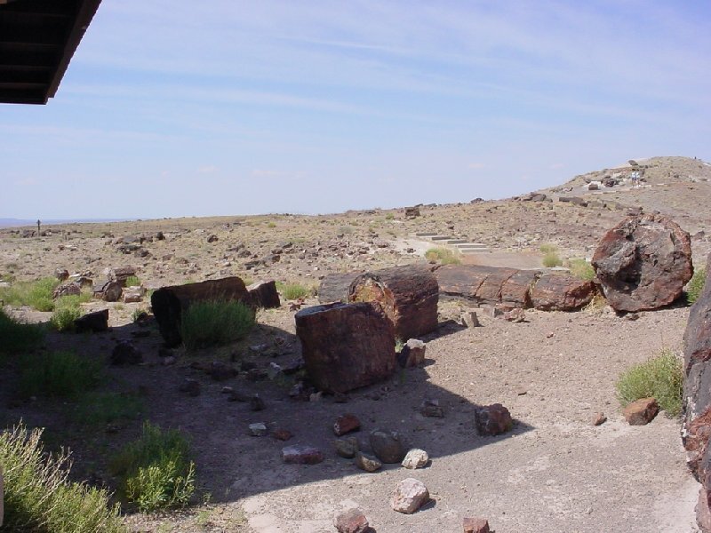 Petrified wood in Arizona