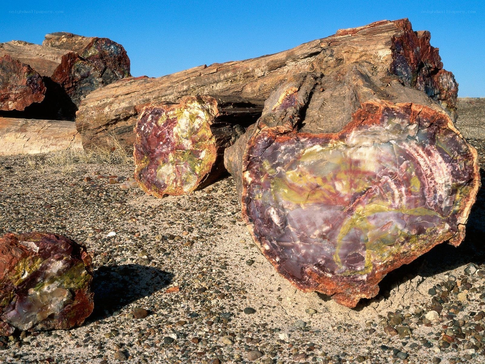 Petrified wood in desert