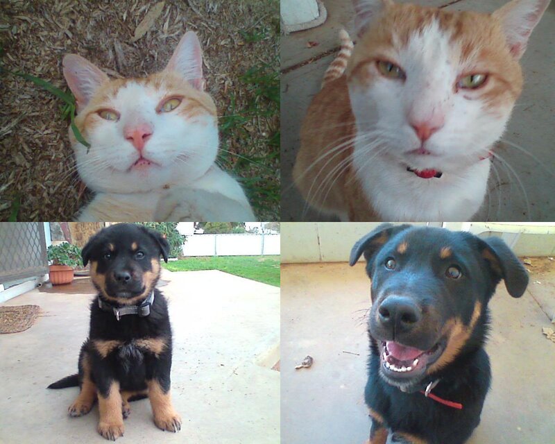 Pets in a collage