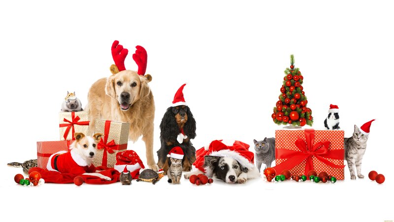 Pets in Holiday Costumes