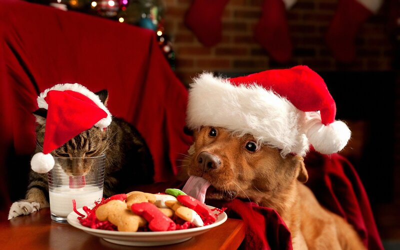 Pets in Santa hats at Christmas