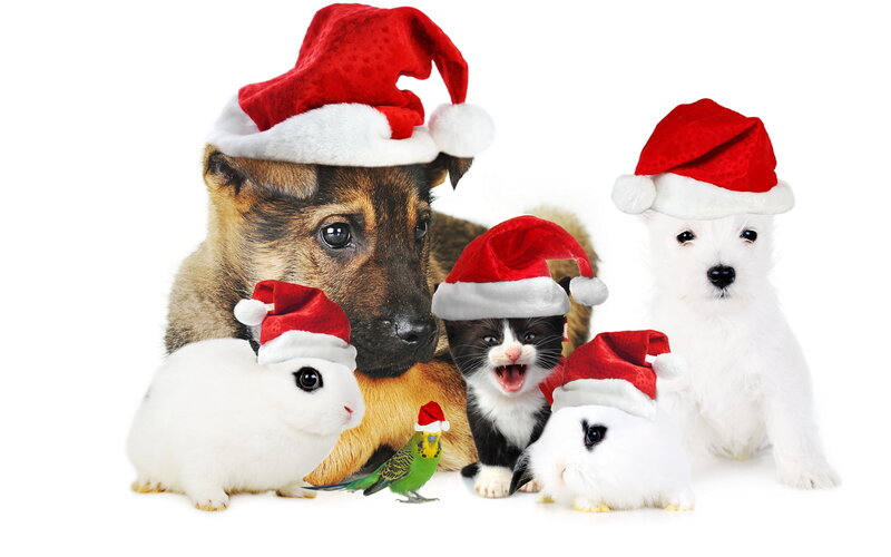 Pets in Santa Hats — Red