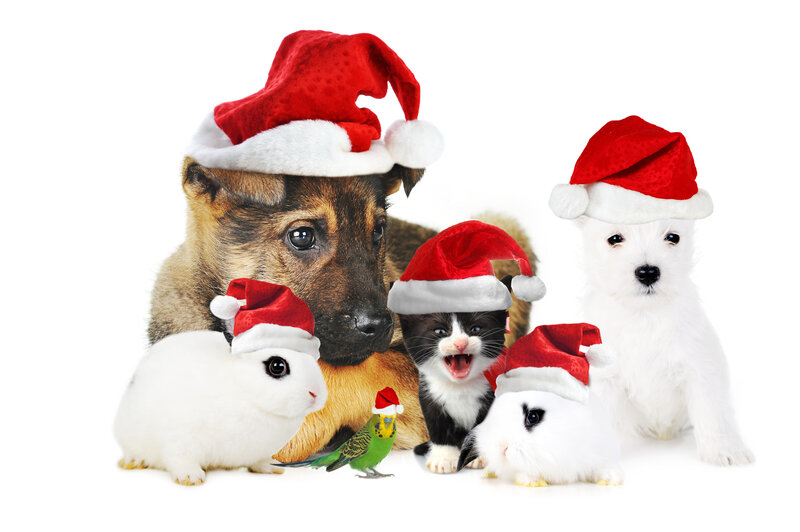 Pets in Santa Hats