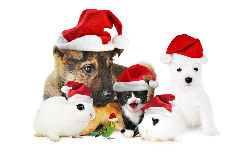Pets in Santa Hats — White, Festive
