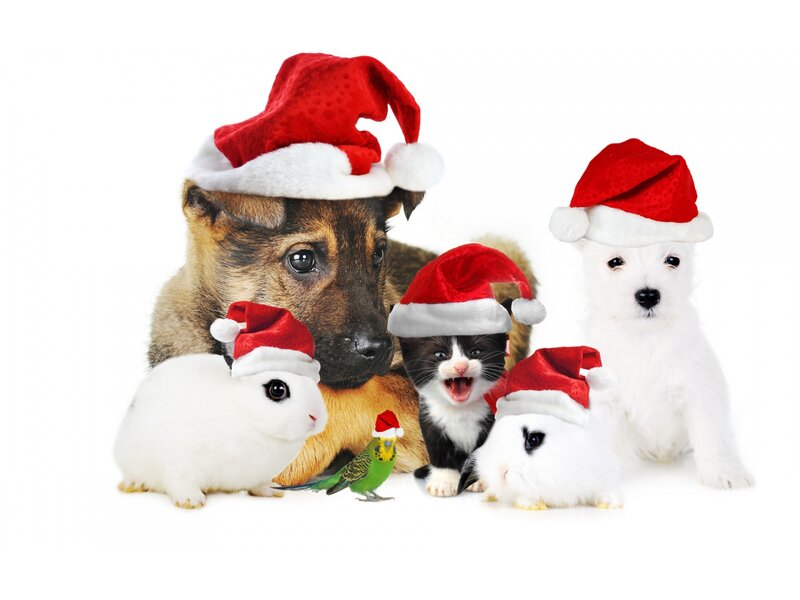 Pets in Santa Hats — White