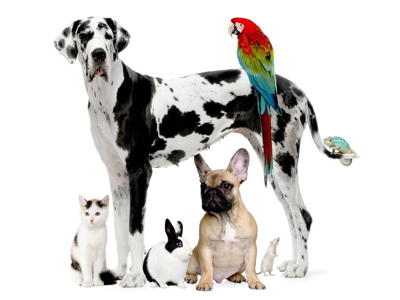 pets of various species
