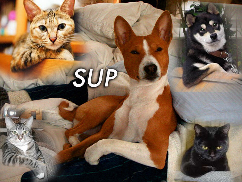 Pets on a couch collage