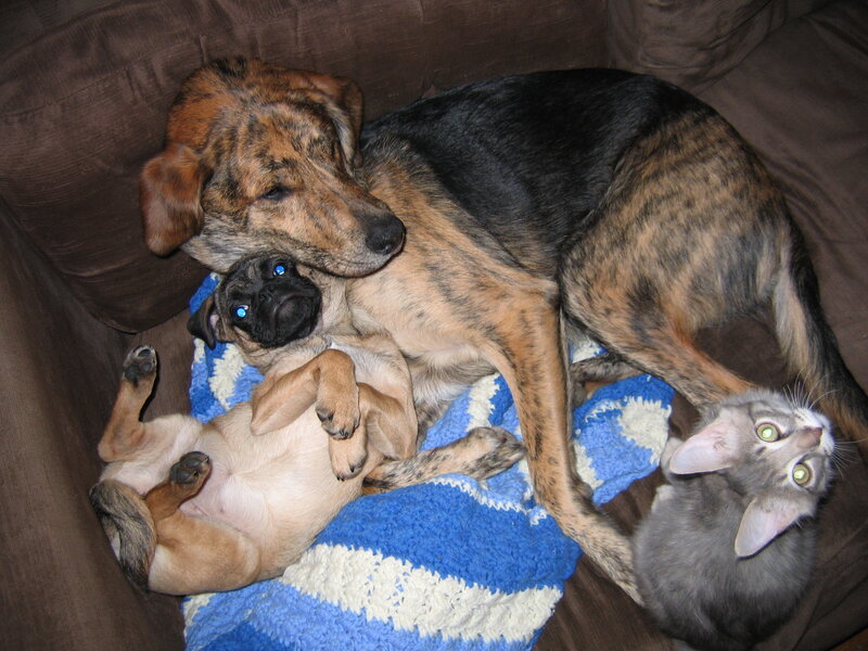Pets sleeping together