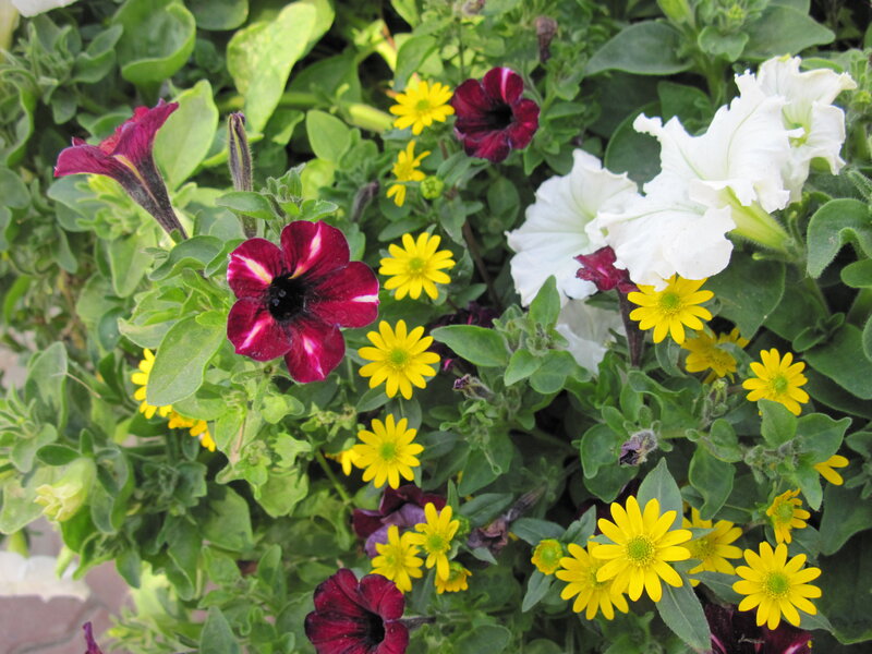 Petunia and Daisy Flowers