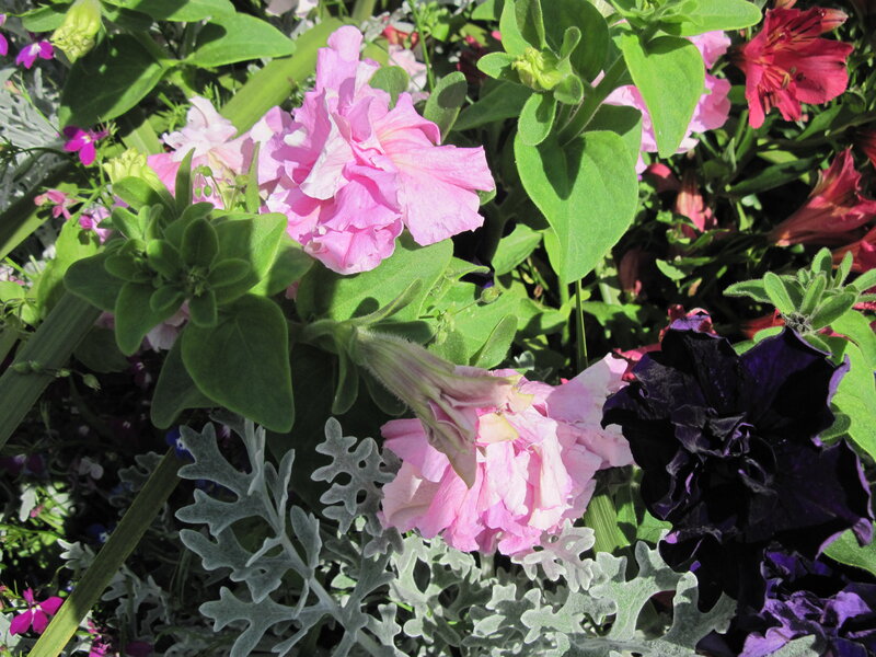 Petunia and Dusty Miller
