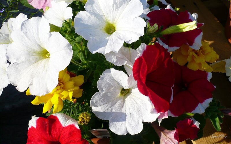 Petunia and Marigold Flowers