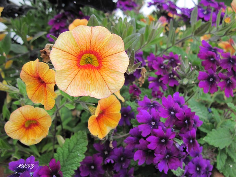 Petunia and Verbena Flowers