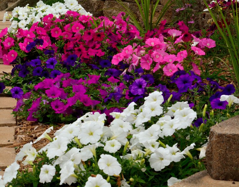 Petunia Flower Bed — White