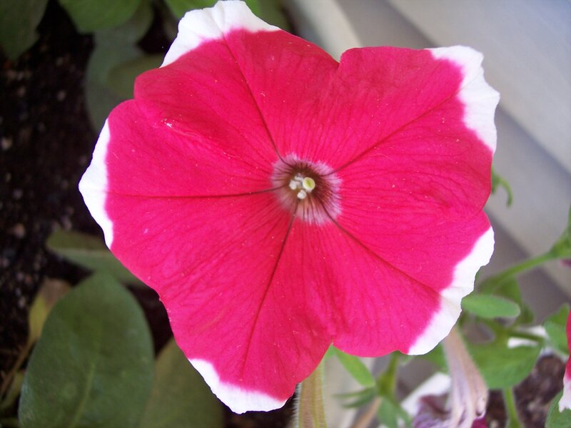 Petunia Flower — Red, Calm