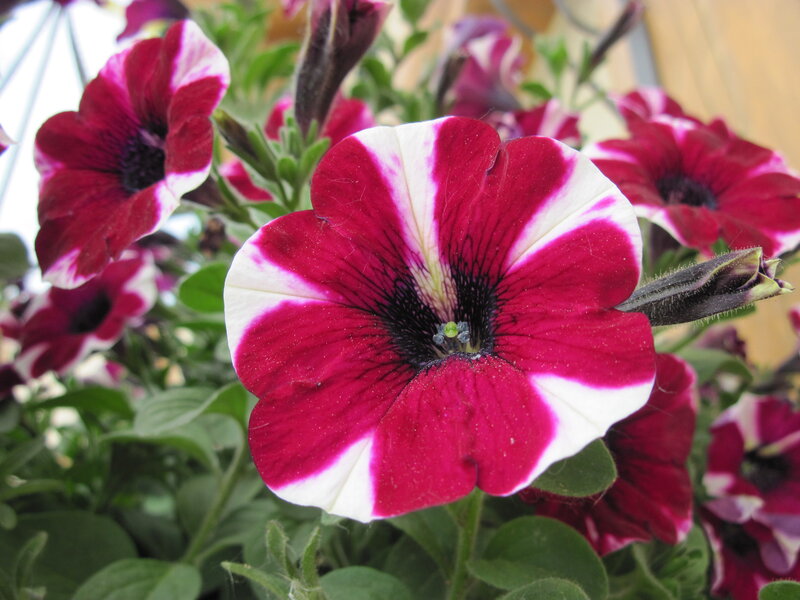 Petunia Flower — Red