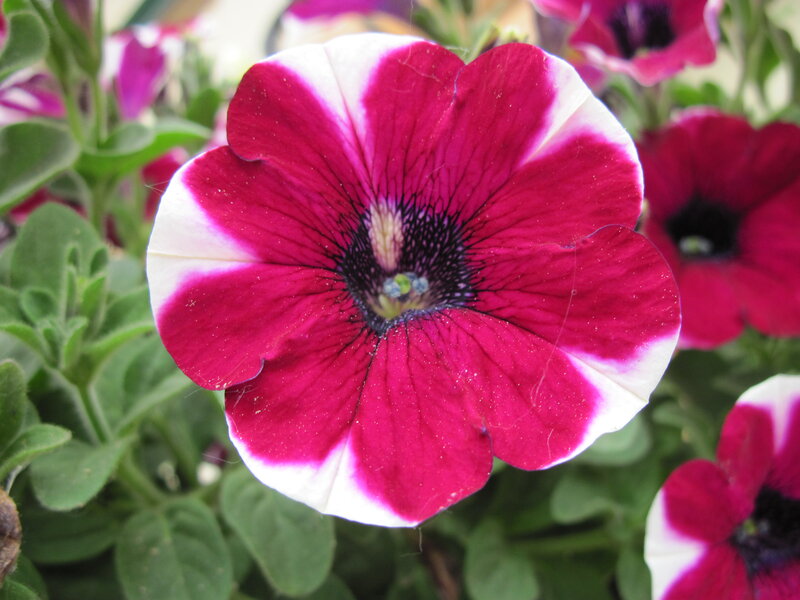 Petunia Flower