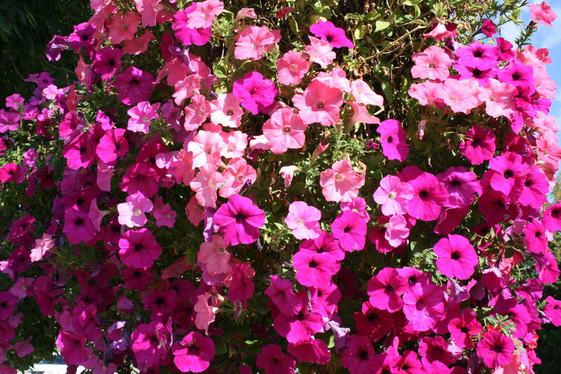 Petunia Flowers in a Hanging Basket