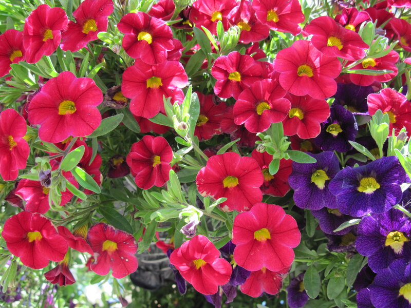 Petunia Flowers in a Planter