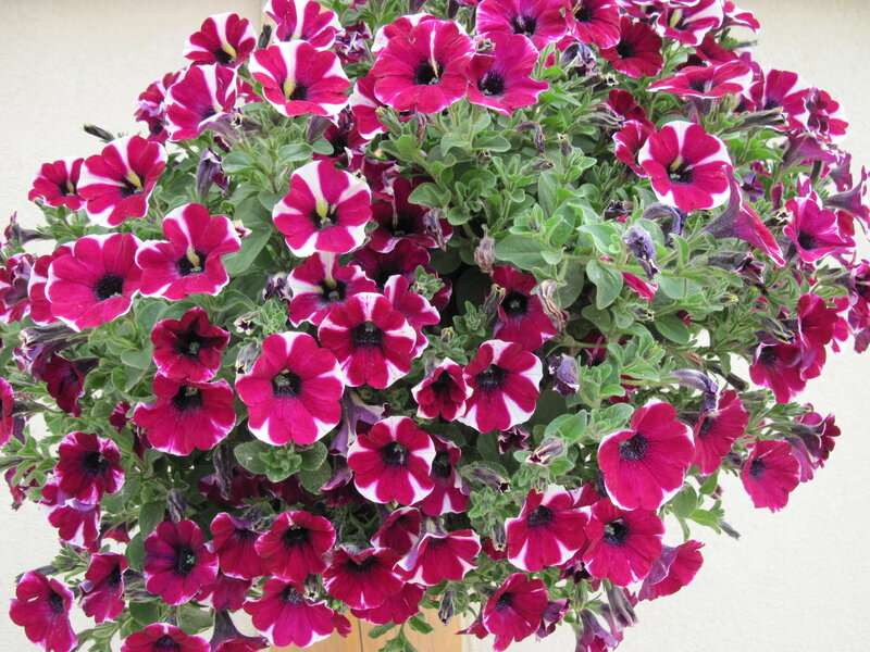 Petunia Flowers in a Pot
