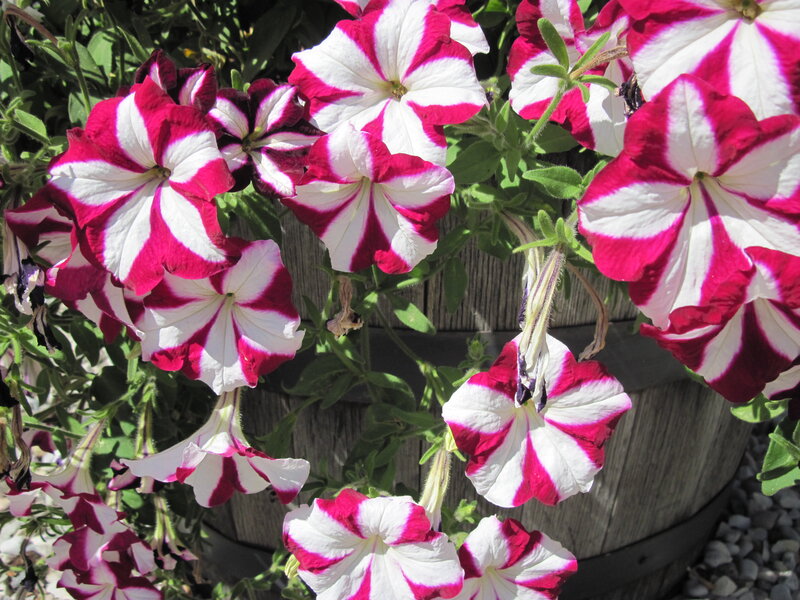 Petunia Flowers in Barrel