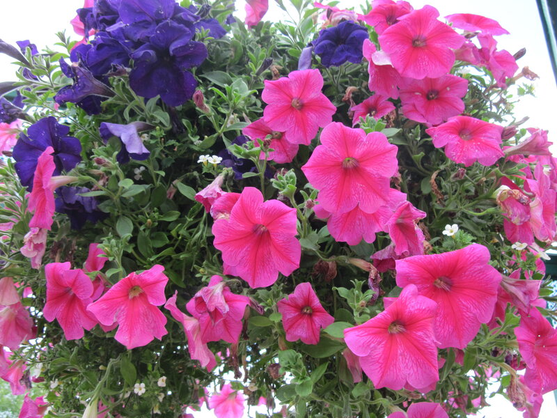 Petunia Flowers in Basket — Pink