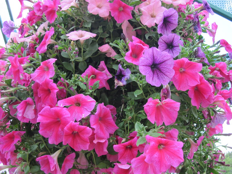 Petunia Flowers in Basket — Pink, Vibrant
