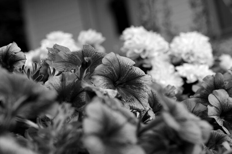 Petunia Flowers in Bloom — Black