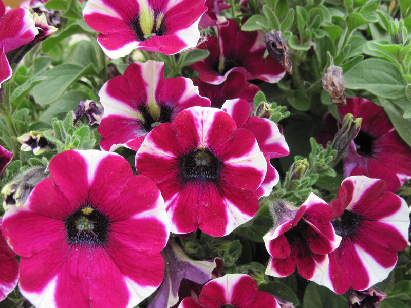 Petunia Flowers in Bloom — Magenta