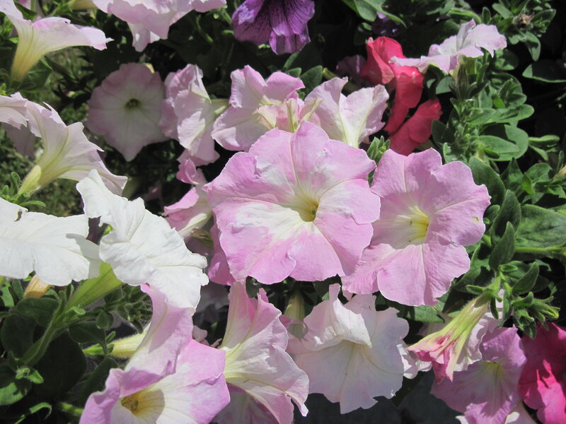 Petunia Flowers in Bloom — Pink, Bright