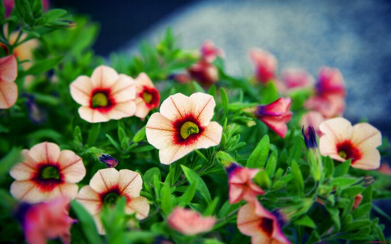 Petunia Flowers in Bloom — Pink, Calm, Afternoon, Photograph, Green Leaves, Flower Buds, Blurred Background
