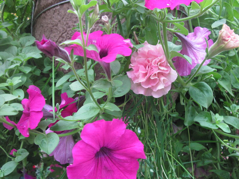 Petunia Flowers in Bloom — Pink, Calm, Afternoon, Photograph