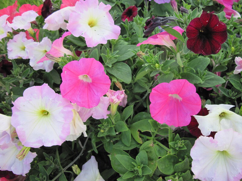 Petunia Flowers in Bloom — Pink, Calm, Afternoon