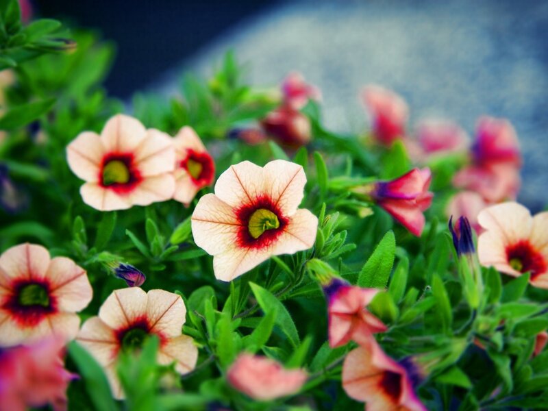 Petunia Flowers in Bloom — Pink, Calm, Spring