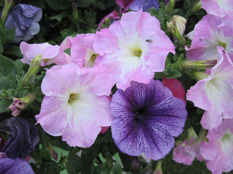 Petunia Flowers in Bloom — Pink, Calm