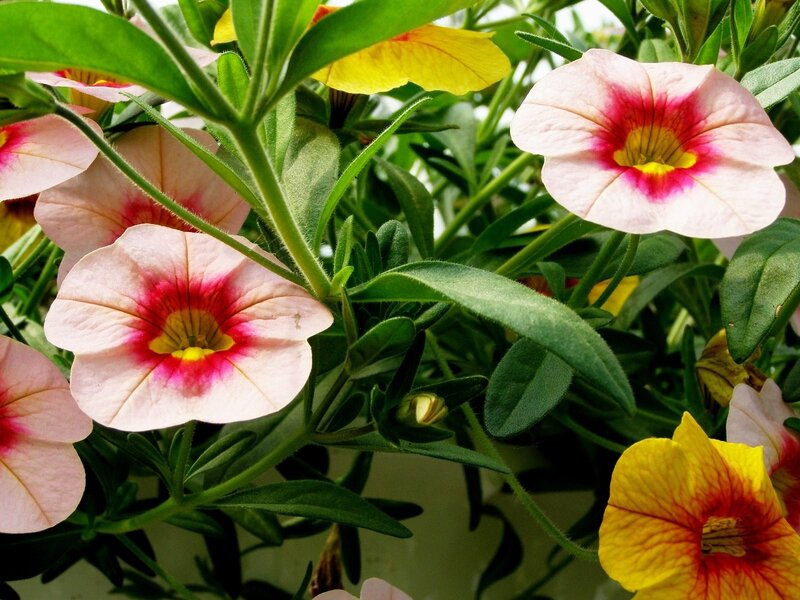 Petunia Flowers in Bloom — Pink, Natural