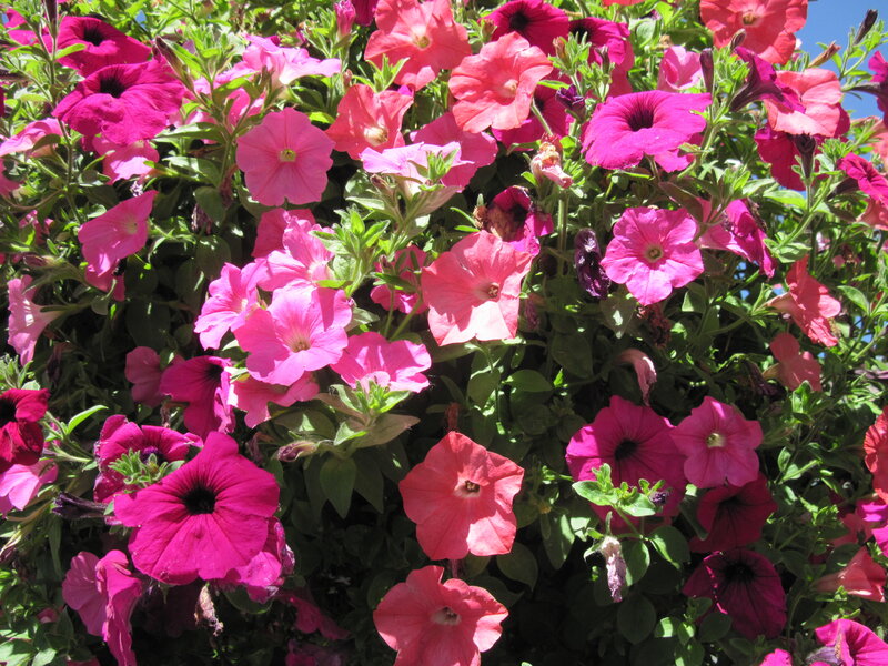 Petunia Flowers in Bloom — Pink