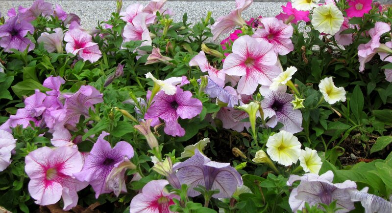 Petunia Flowers in Bloom — Pink, Vibrant, Afternoon