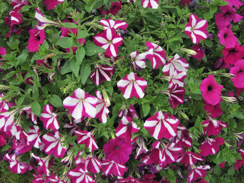 Petunia Flowers in Bloom — Pink, Vibrant, Summer