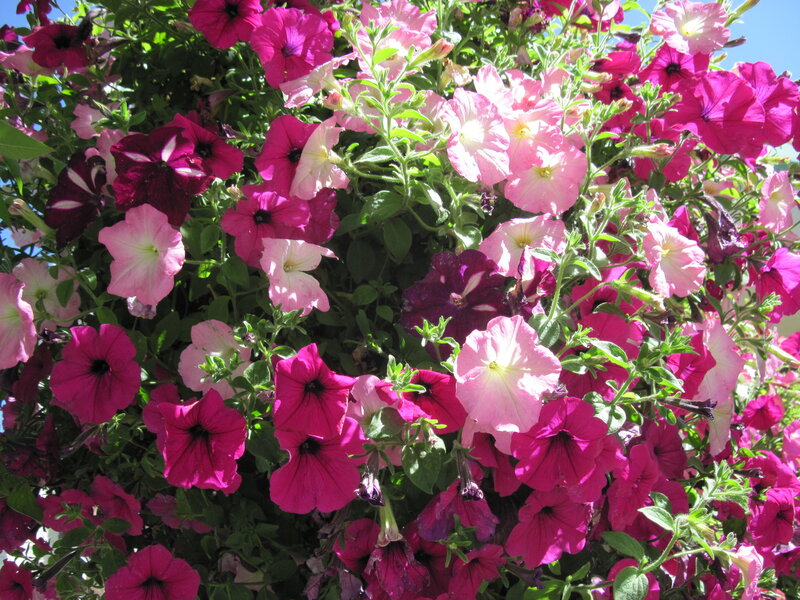 Petunia Flowers in Bloom — Pink, Vibrant