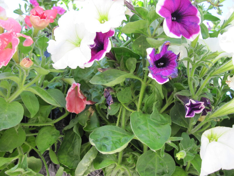 Petunia Flowers in Bloom — Purple, Bright