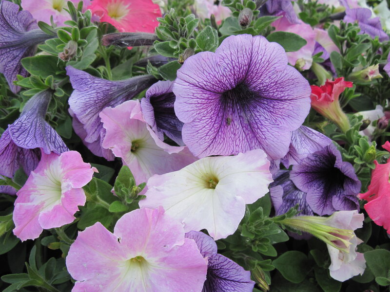 Petunia Flowers in Bloom — Purple, Calm