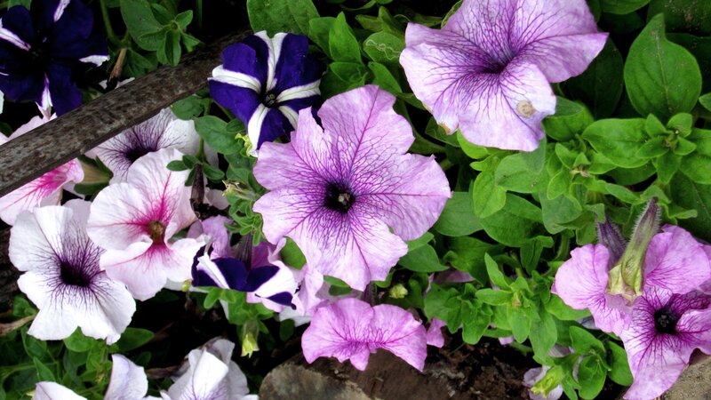 Petunia Flowers in Bloom — Purple