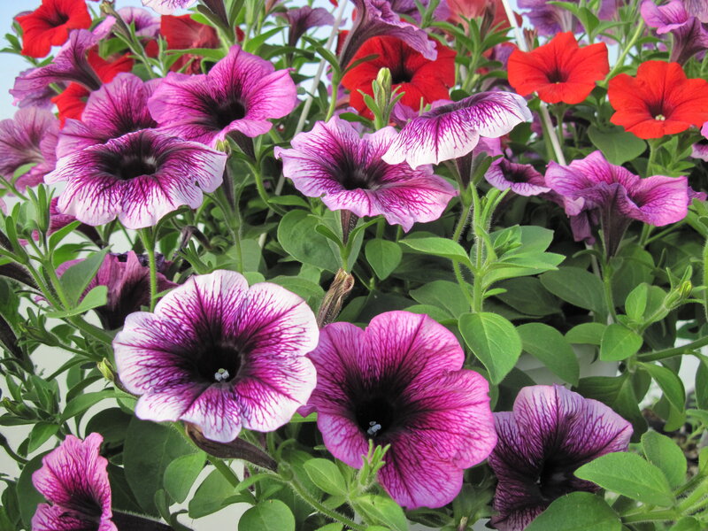 Petunia Flowers in Bloom — Purple, Vibrant