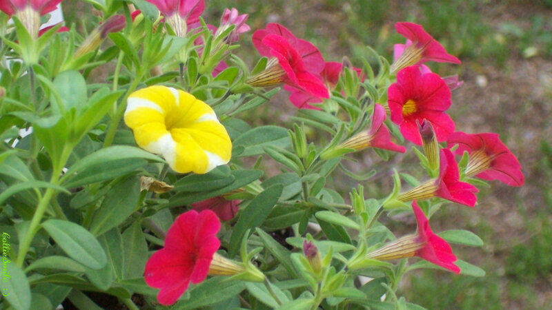 Petunia Flowers in Bloom — Red, Natural